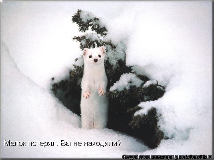 Мелок потерял. Вы не находили?... Котоматрица: Мелок потерял. Вы не находили?
