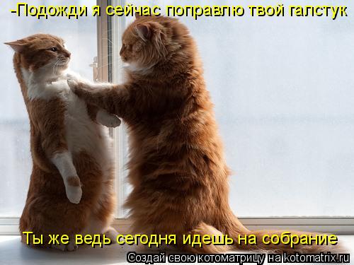 -Подожди я сейчас поправлю твой галстук Ты же ведь сегодня идешь на собрание... Котоматрица: -Подожди я сейчас поправлю твой галстук Ты же ведь сегодня идешь на собрание