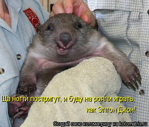 Ща ногти постригут, и буду на рояли играть, как Элтон Джон!... Котоматрица: Ща ногти постригут, и буду на рояли играть, как Элтон Джон!
