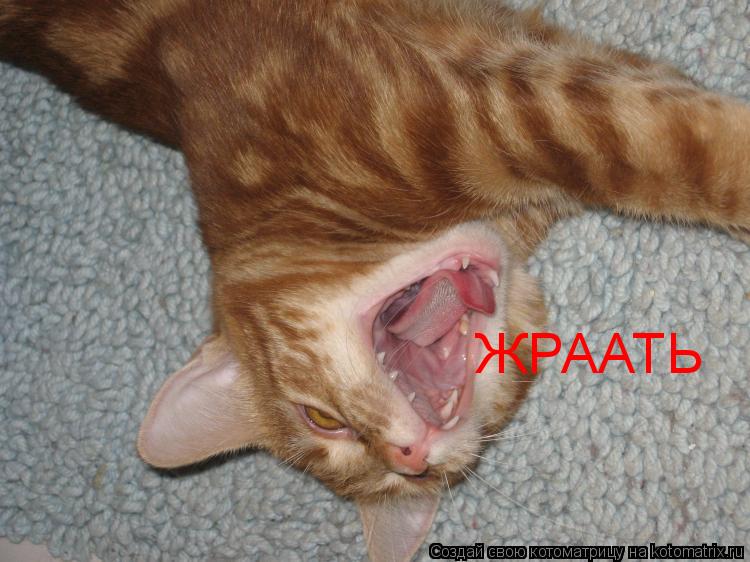 ЖРААТЬ... Котоматрица: ЖРААТЬ