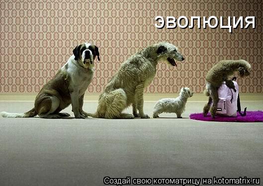 эволюция... Котоматрица: эволюция