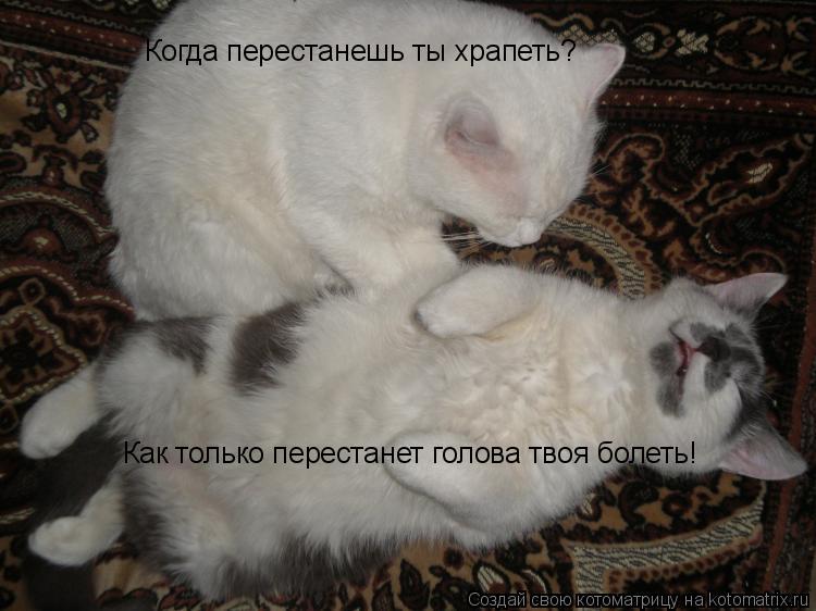 Когда перестанешь ты храпеть? Как только перестанет голова твоя болеть!... Котоматрица: Когда перестанешь ты храпеть? Как только перестанет голова твоя болеть!