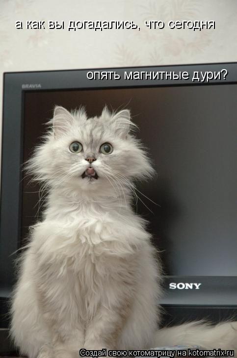 а как вы догадались, что сегодня опять магнитные дури?... Котоматрица: а как вы догадались, что сегодня опять магнитные дури?
