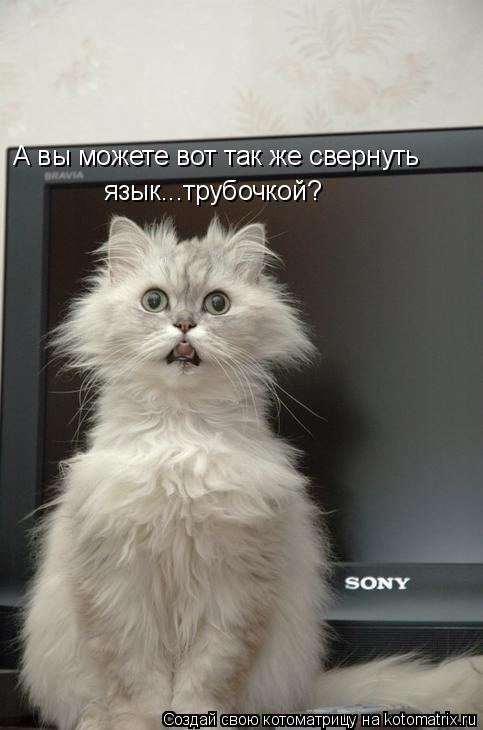 А вы можете вот так же свернуть язык...трубочкой?... Котоматрица: А вы можете вот так же свернуть язык...трубочкой?