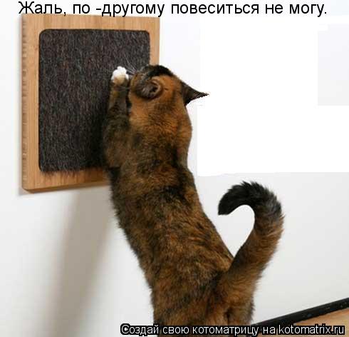 Жаль, по -другому повеситься не могу.... Котоматрица: Жаль, по -другому повеситься не могу.