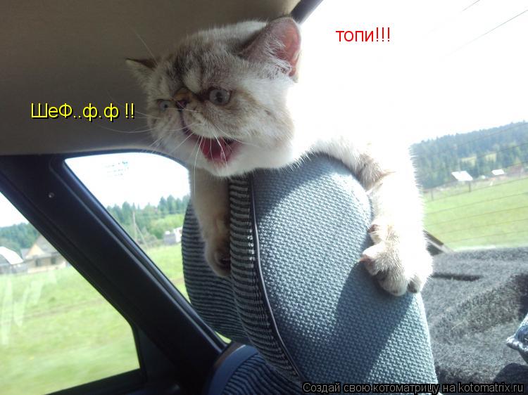 ШеФ..ф.ф !! топи!!!... Котоматрица: ШеФ..ф.ф !! топи!!!