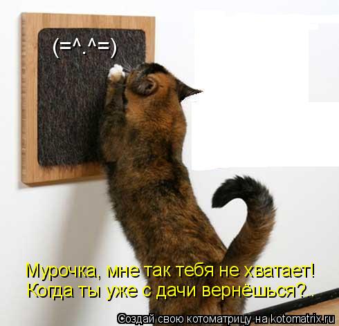 (=^.^=) Мурочка, мне так тебя не хватает! Когда ты уже с дачи вернёшься?..... Котоматрица: (=^.^=) Мурочка, мне так тебя не хватает! Когда ты уже с дачи вернёшься?..