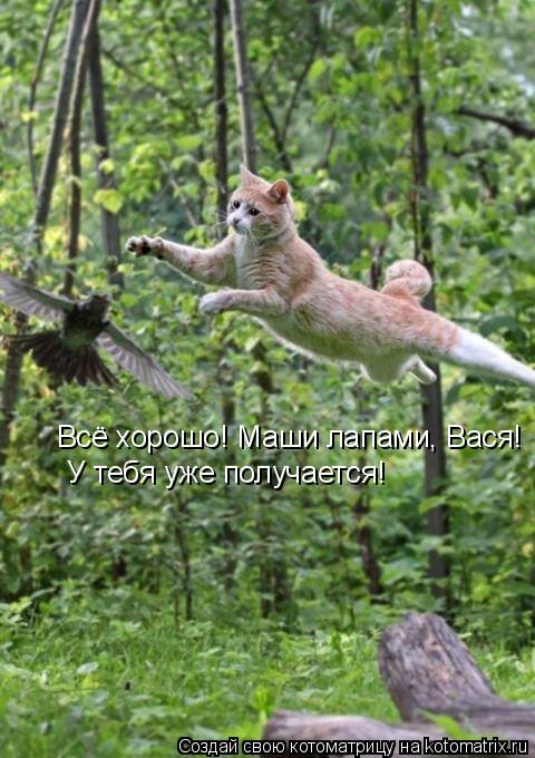 Всё хорошо! Маши лапами, Вася! У тебя уже получается!... Котоматрица: Всё хорошо! Маши лапами, Вася! У тебя уже получается!