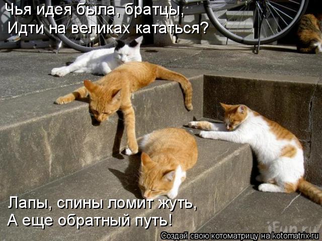 Чья идея была, братцы, Идти на великах кататься? Лапы, спины ломит жуть, А еще обратный путь!... Котоматрица: Чья идея была, братцы, Идти на великах кататься? Лапы, спины ломит жуть, А еще обратный путь!