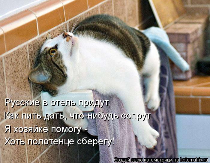 Котоматрица: Русские в отель придут, Как пить дать, что-нибудь сопрут. Я хозяйке помогу - Хоть полотенце сберегу!