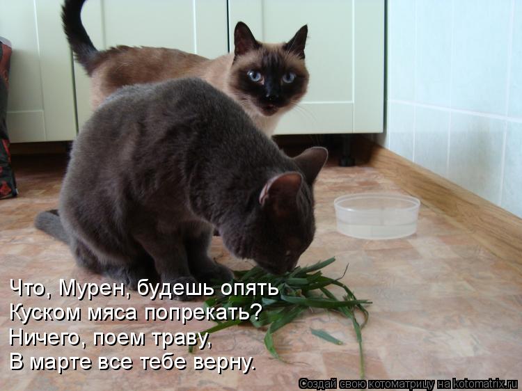 Котоматрица: Что, Мурен, будешь опять Куском мяса попрекать? Ничего, поем траву, В марте все тебе верну.