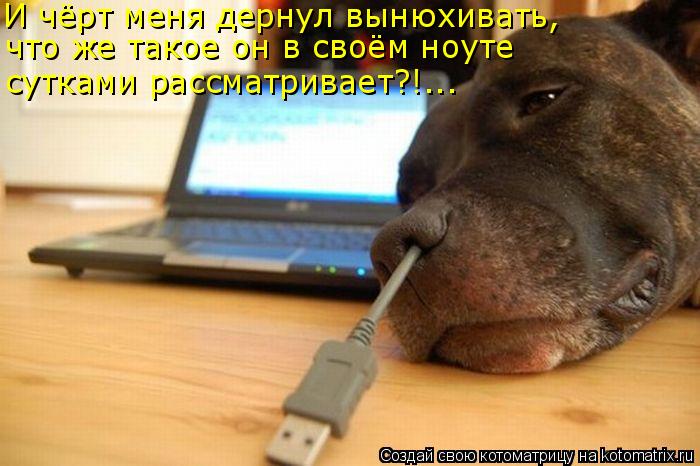 И чёрт меня дернул вынюхивать, что же такое он в своём ноуте сутками рассматривает?!...... Котоматрица: И чёрт меня дернул вынюхивать, что же такое он в своём ноуте сутками рассматривает?!...
