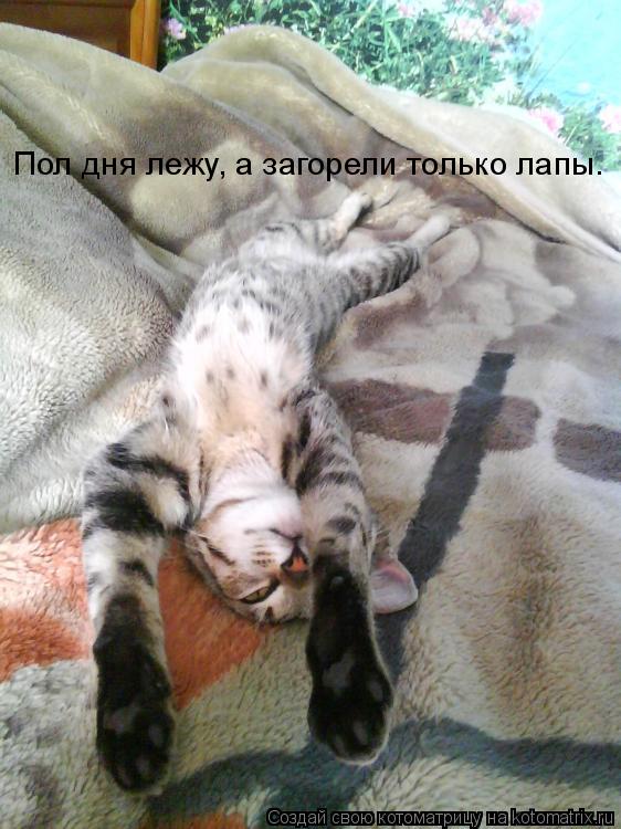 Пол дня лежу, а загорели только лапы.... Котоматрица: Пол дня лежу, а загорели только лапы.