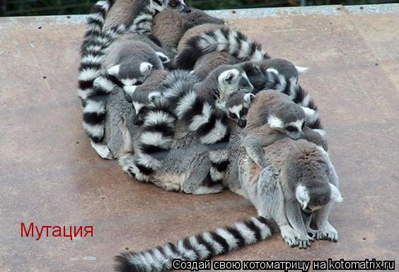 Мутация... Котоматрица: Мутация