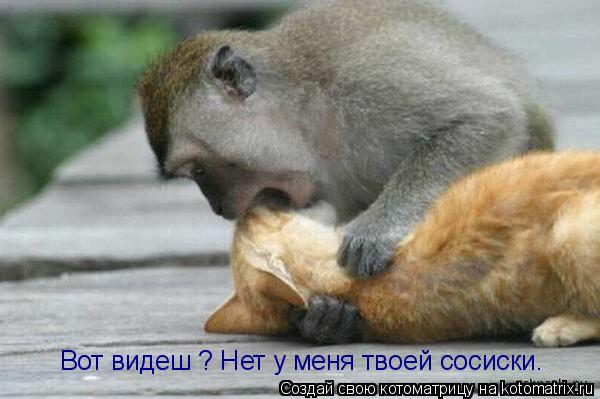 Вот видеш ? Нет у меня твоей сосиски.... Котоматрица: Вот видеш ? Нет у меня твоей сосиски.