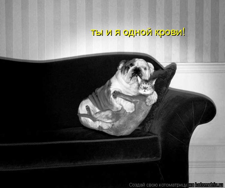 ты и я одной крови!... Котоматрица: ты и я одной крови!