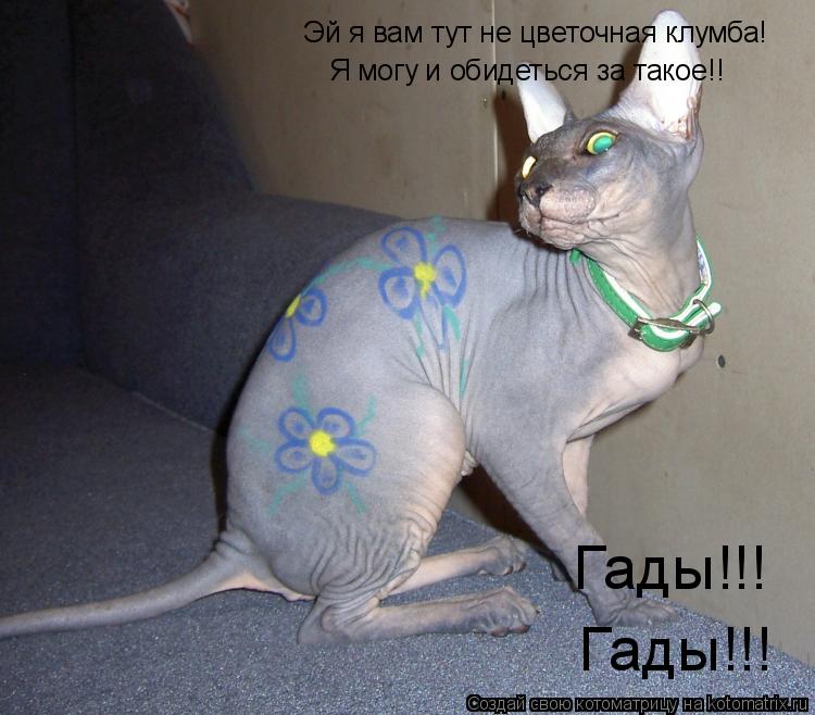 Эй я вам тут не цветочная клумба! Я могу и обидеться за такое!! Гады!!! Гады!!!... Котоматрица: Эй я вам тут не цветочная клумба! Я могу и обидеться за такое!! Гады!!! Гады!!!