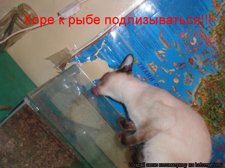 Хоре к рыбе подлизываться!!!... Котоматрица: Хоре к рыбе подлизываться!!!