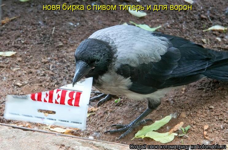 новя бирка с пивом типерь и для ворон... Котоматрица: новя бирка с пивом типерь и для ворон