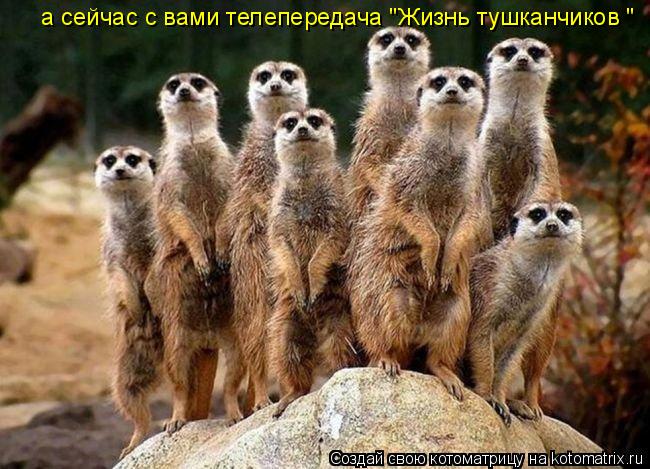 а сейчас с вами телепередача "Жизнь тушканчиков "... Котоматрица: а сейчас с вами телепередача "Жизнь тушканчиков "
