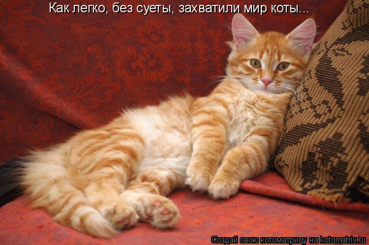 Как легко, без суеты, захватили мир коты...... Котоматрица: Как легко, без суеты, захватили мир коты...