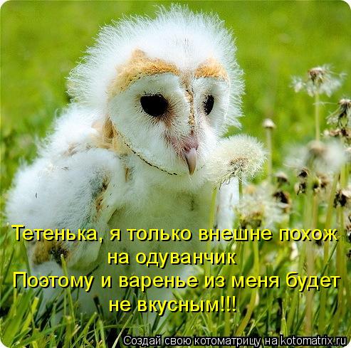 Тетенька, я только внешне похож на одуванчик Поэтому и варенье из меня будет не вкусным!!! не вкусным... Котоматрица: Тетенька, я только внешне похож на одуванчик Поэтому и варенье из меня будет не вкусным!!! не вкусным!!!