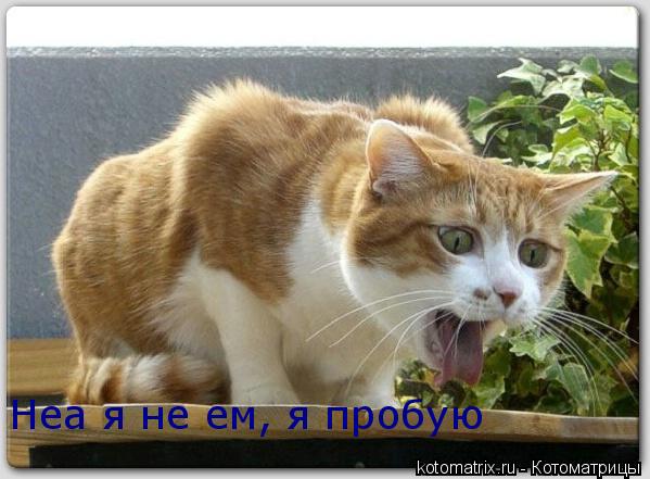 Неа я не ем, я пробую... Котоматрица: Неа я не ем, я пробую