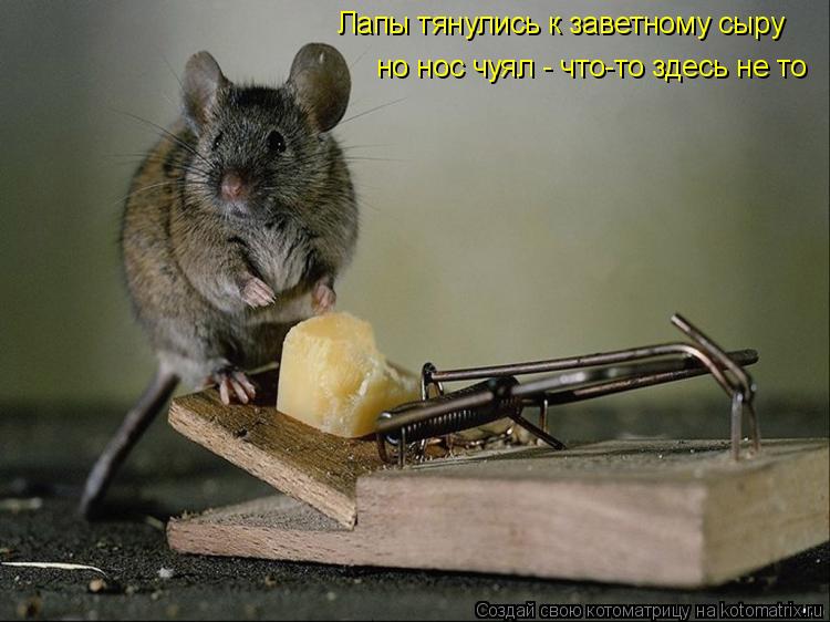 Лапы тянулись к заветному сыру, но нос чуял - что-то здесь не то Лапы тянулись к заветному сыру но но... Котоматрица: Лапы тянулись к заветному сыру, но нос чуял - что-то здесь не то Лапы тянулись к заветному сыру но нос чуял - что-то здесь не то