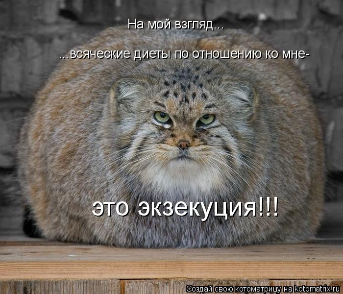 На мой взгляд... ...всяческие диеты по отношению ко мне- это экзекуция!!!... Котоматрица: На мой взгляд... ...всяческие диеты по отношению ко мне- это экзекуция!!!