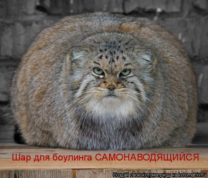 Шар для боулинга САМОНАВОДЯЩИЙСЯ... Котоматрица: Шар для боулинга САМОНАВОДЯЩИЙСЯ