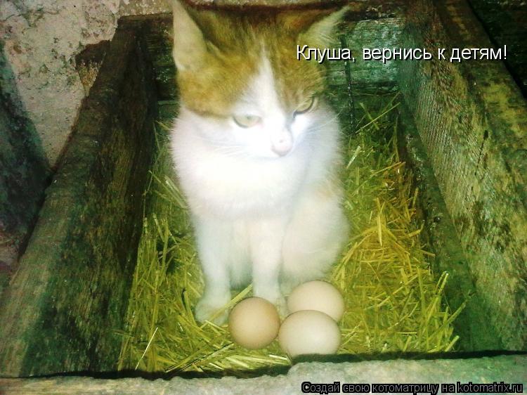 Клуша, вернись к детям!... Котоматрица: Клуша, вернись к детям!