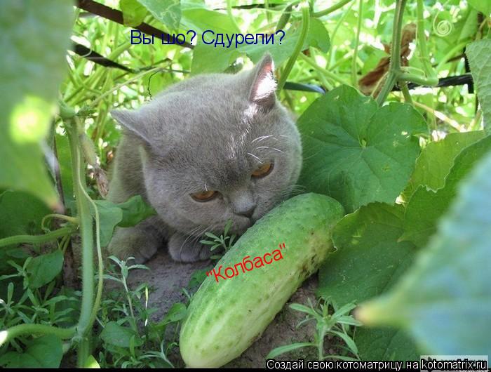 "Колбаса" "Колбаса" Вы шо? Сдурели?... Котоматрица: "Колбаса" "Колбаса" Вы шо? Сдурели?
