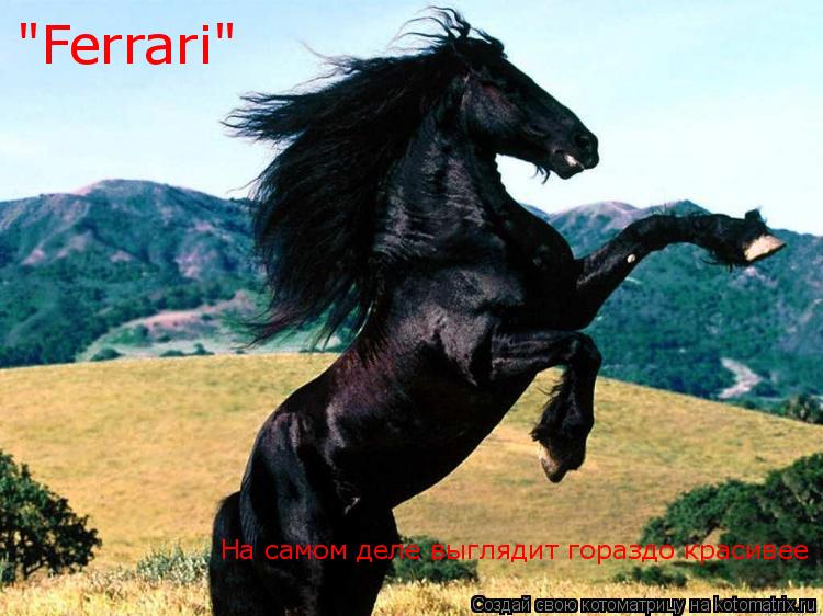 "Ferrari" На самом деле выглядит гораздо красивее... Котоматрица: "Ferrari" На самом деле выглядит гораздо красивее