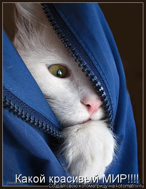Какой красивый МИР!!!!... Котоматрица: Какой красивый МИР!!!!