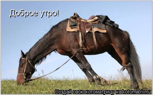 Доброе утро!... Котоматрица: Доброе утро!