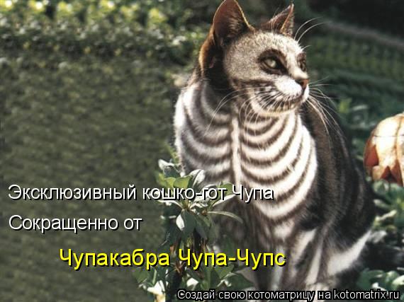 Эксклюзивный кошко-гот Чупа Сокращенно от Чупакабра Чупа-Чупс... Котоматрица: Эксклюзивный кошко-гот Чупа Сокращенно от Чупакабра Чупа-Чупс