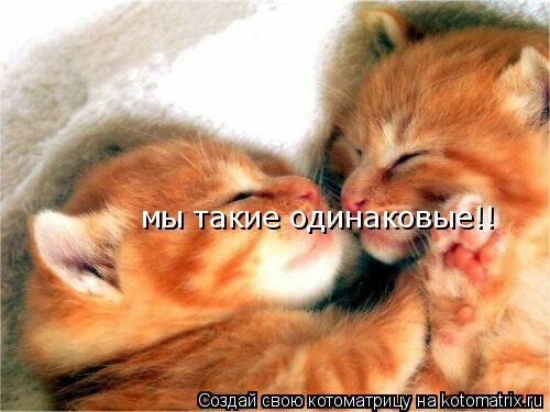мы такие одинаковые!!... Котоматрица: мы такие одинаковые!!