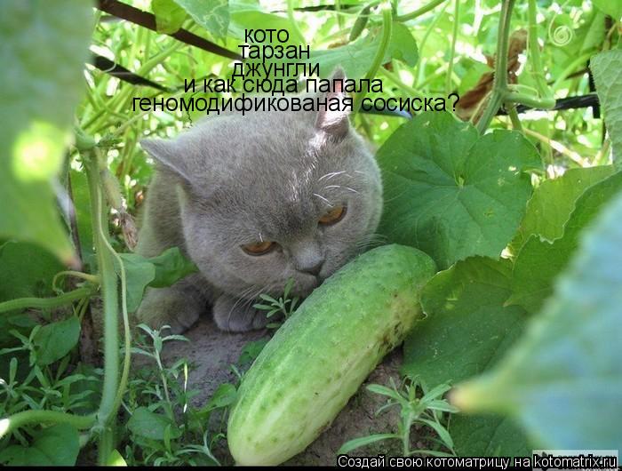 тарзан джунгли кото и как сюда папала геномодификованая сосиска?... Котоматрица: тарзан джунгли кото и как сюда папала геномодификованая сосиска?