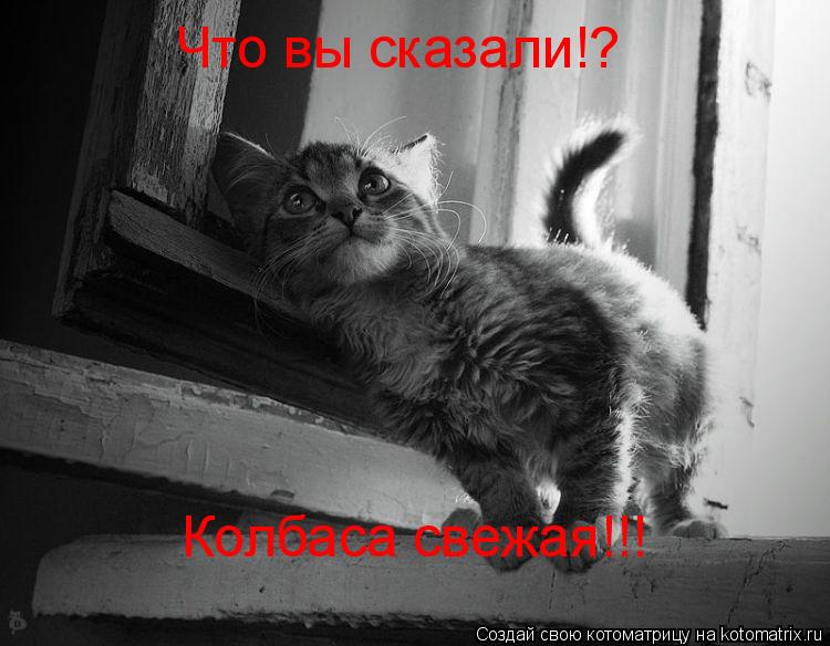 Что вы сказали!? Колбаса свежая!!!... Котоматрица: Что вы сказали!? Колбаса свежая!!!