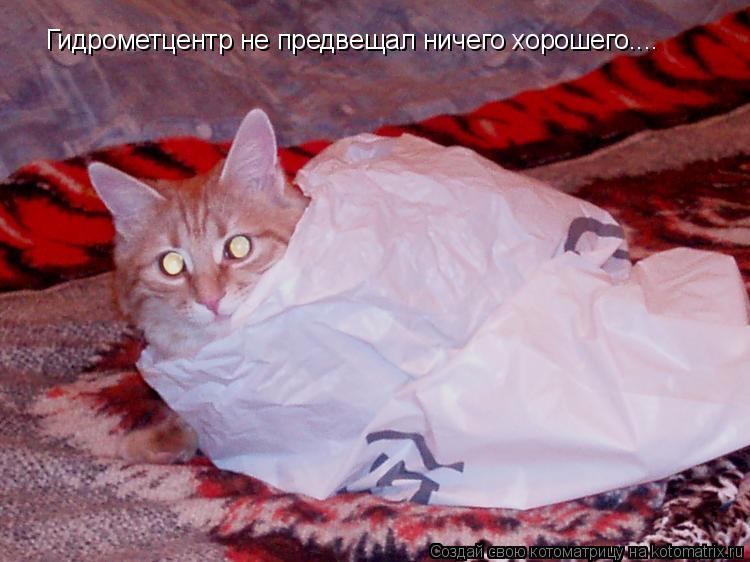Котоматрица: Гидрометцентр не предвещал ничего хорошего....