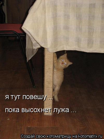 Котоматрица: я тут повешу ... пока высохнет лужа ...