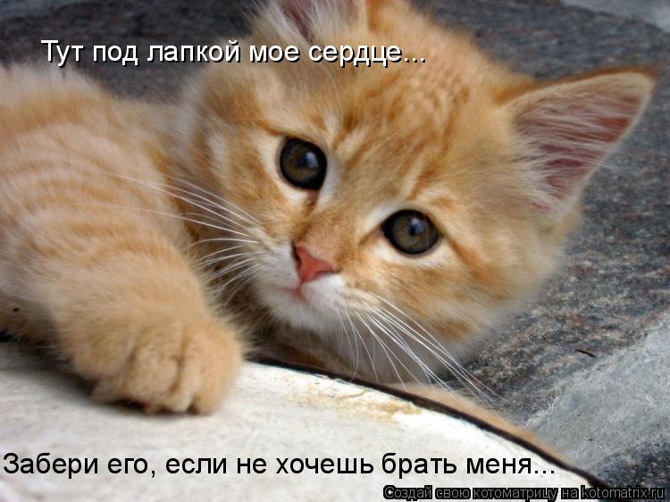 Котоматрица: Тут под лапкой мое сердце... Забери его, если не хочешь брать меня...