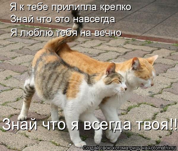 Котоматрица: Я к тебе прилипла крепко Знай что это навсегда Я люблю тебя на вечно  Знай что я всегда твоя!!!