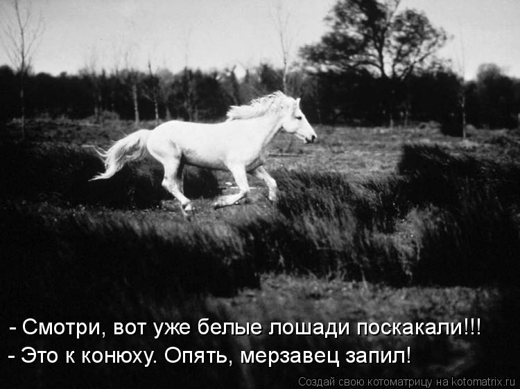 Котоматрица: - Смотри, вот уже белые лошади поскакали!!! - Это к конюху. Опять, мерзавец запил!