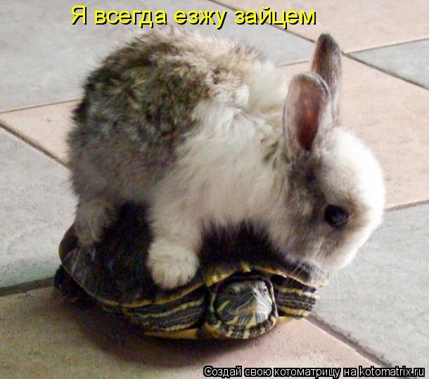 Я всегда езжу зайцем... Котоматрица: Я всегда езжу зайцем