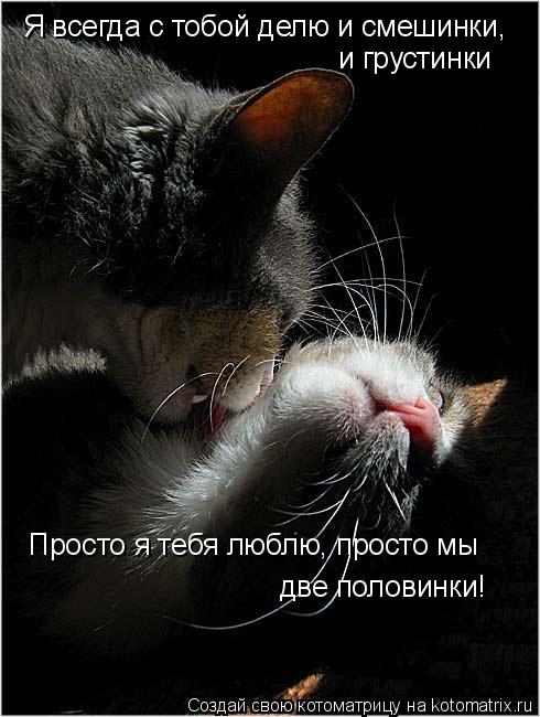 Котоматрица: Я всегда с тобой делю и смешинки,  и грустинки Просто я тебя люблю, просто мы  две половинки!