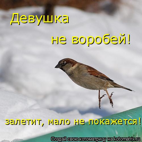 Котоматрица: Девушка  не воробей! залетит, мало не покажется!