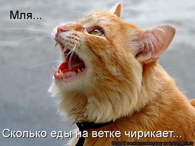 Котоматрица: Мля... Сколько еды на ветке чирикает...
