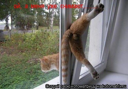 Котоматрица: ой,  а  меня  уже  снимают.........
