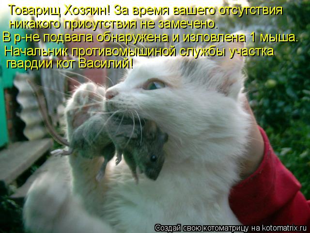 Товарищ Хозяин! За время вашего отсутствия никакого присутствия не замечено. В р-не подвала обнаружен... Котоматрица: Товарищ Хозяин! За время вашего отсутствия никакого присутствия не замечено. В р-не подвала обнаружена и изловлена 1 мыша. Начальник против